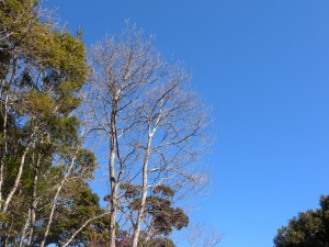 DSCN6965