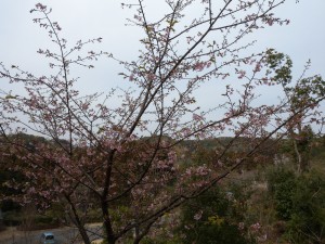 DSCN6977