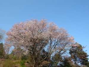 DSCN7068
