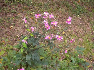 DSCN7485