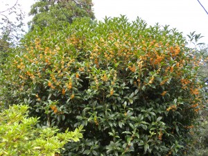 DSCN7504