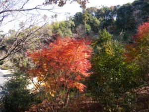 DSCN7741