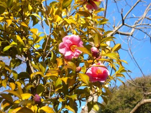 DSCN7909