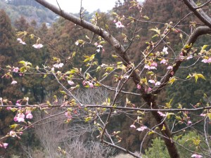 DSCN7943
