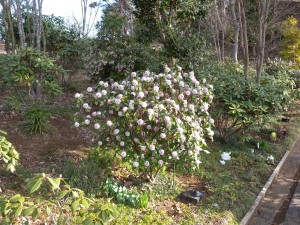 DSCN8014