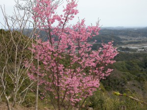 DSCN8043