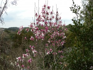 DSCN8046
