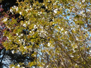 DSCN8079