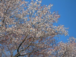 DSCN8083