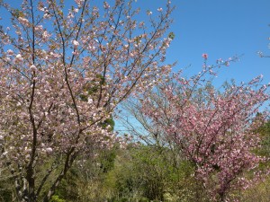 DSCN8085