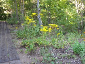 DSCN8457
