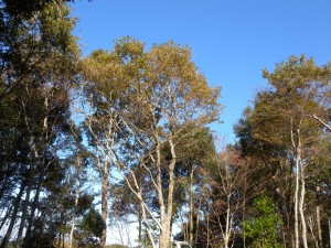 DSCN8695