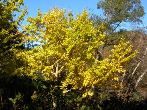 DSCN8777