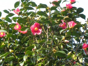 DSCN8934