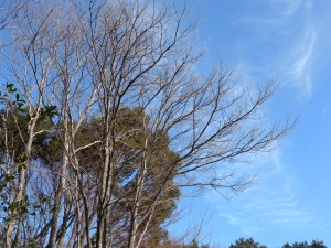 DSCN8964