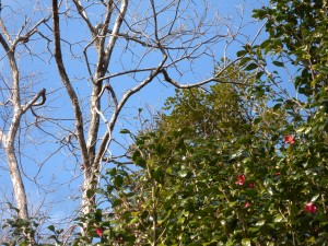 DSCN8967