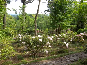 DSCN9364