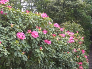 DSCN9376