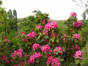 DSCN9381