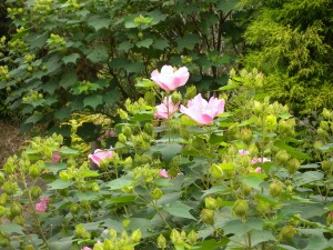 DSCN9634