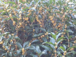 DSCN9659