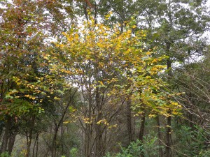 DSCN9779-1
