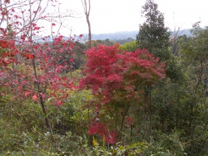 DSCN9784-1