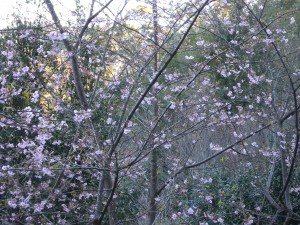 DSCN0061