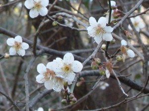 DSCN0074