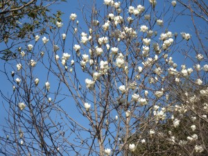DSCN0125