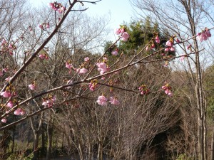 DSCN0132
