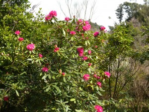 DSCN0158