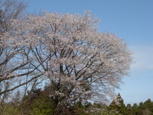 DSCN0161