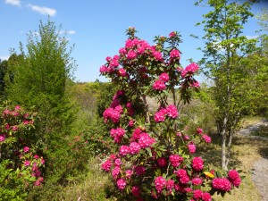 DSCN0173