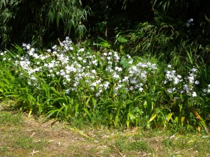 DSCN0210
