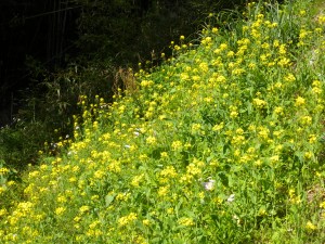 DSCN0213