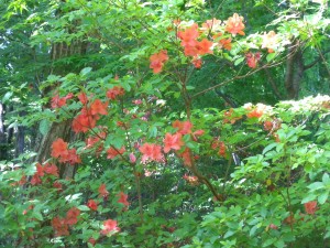 DSCN0223