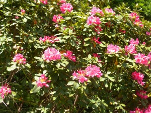 DSCN0242