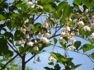 DSCN0244