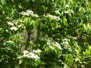 DSCN0247