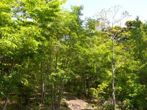 DSCN0263